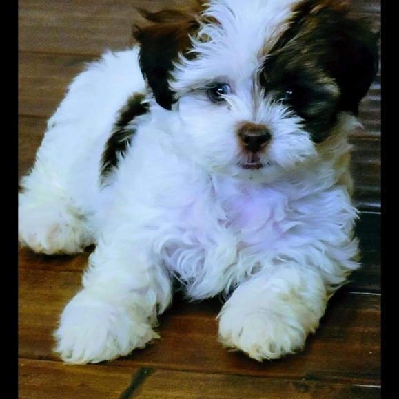 Full blooded  shiatsu puppy's call or tex for pic 765 309 3668 mark - Picture 3 of 4